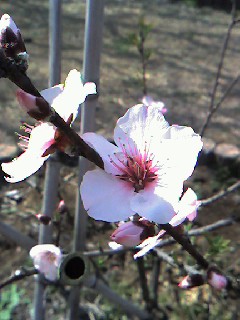 アーモンドの花