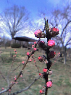 花桃のつぼみ