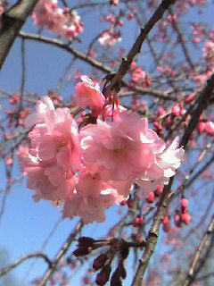 枝垂八重桜