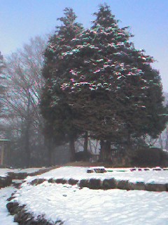 雪と公園の木