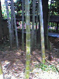 竹林とタケノコ