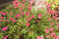 チェリーセージ