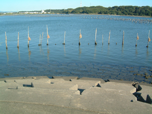 今日は水がきれい！透き通っている！