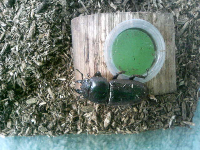 ダイオウヒタラクワガタ♀１号2007-06-16羽化.JPG