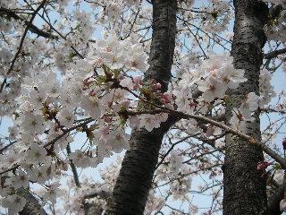 桜のアップ