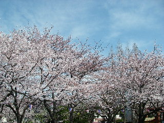 桜