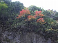 微妙な紅葉