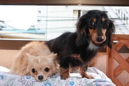 2ワンでひなたぼっこ