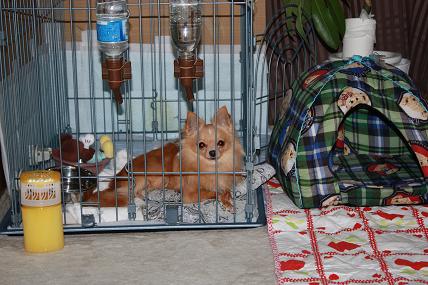 ケージ大好き？