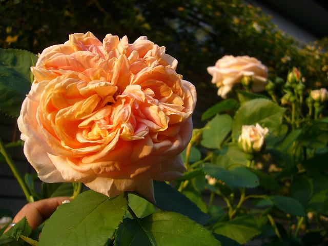 2009.05.11.薔薇 007.jpg