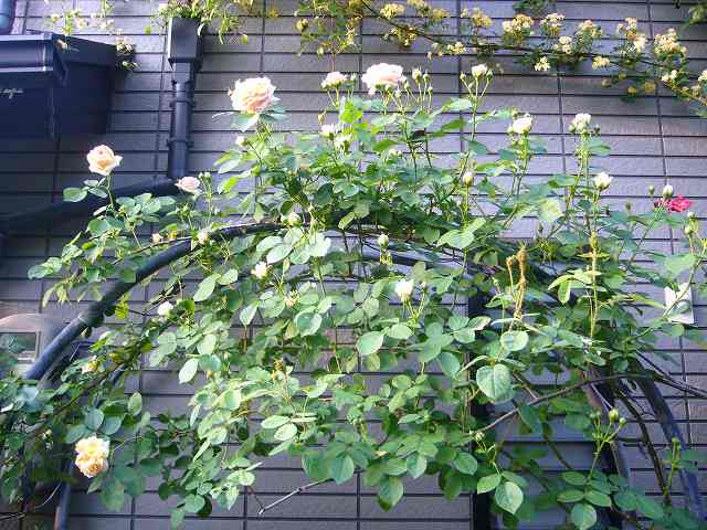 2009.05.11.薔薇 008.jpg