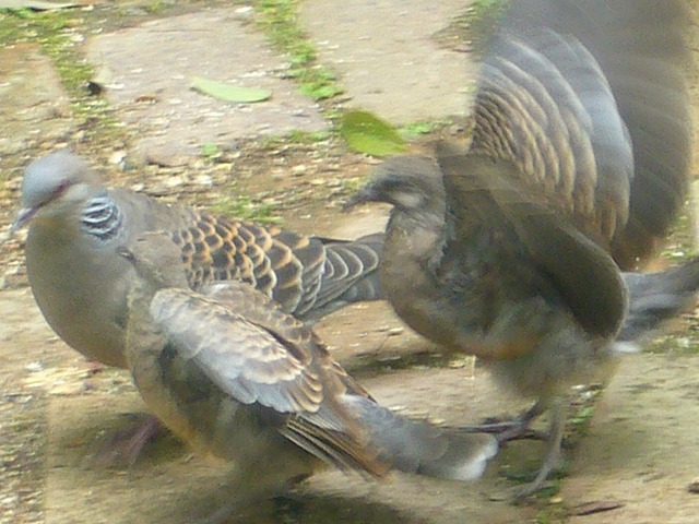 08.05.13.薔薇と鳩 008.jpg