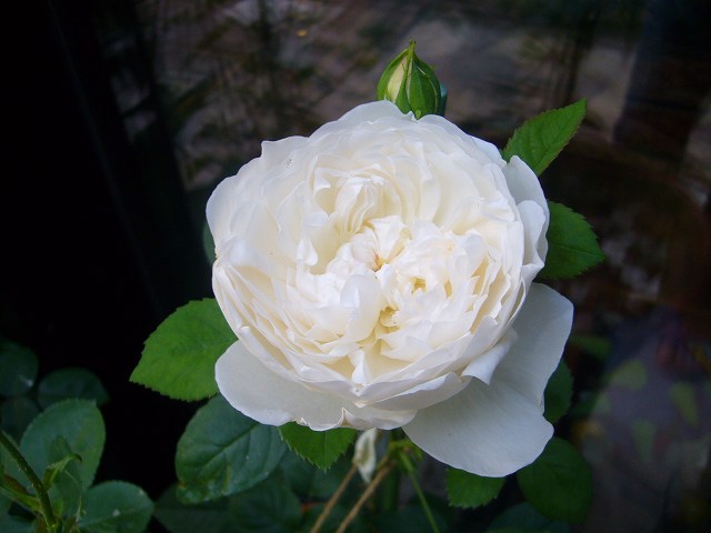 2009.05.11.薔薇 019.jpg