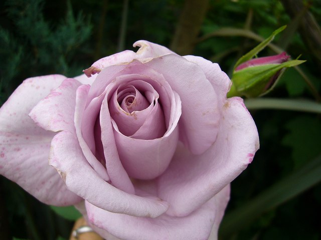 2009.05.19.薔薇 023.jpg