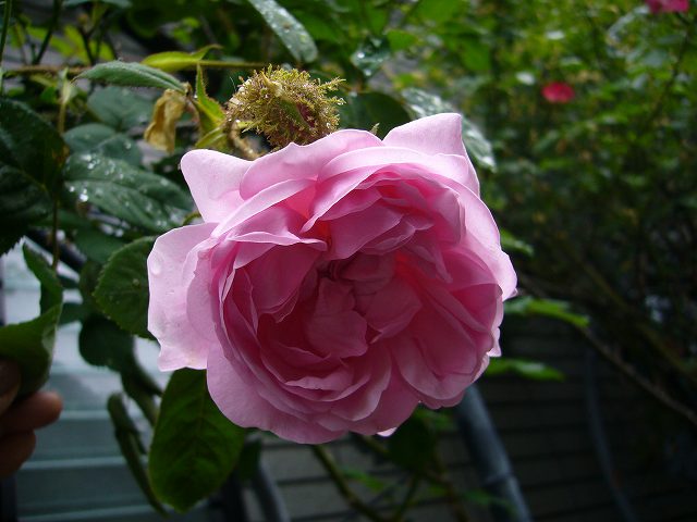 2009.05.18.薔薇 006.jpg