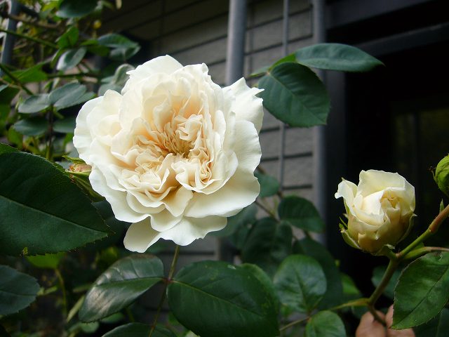 2009.5.8.中村家 019.jpg