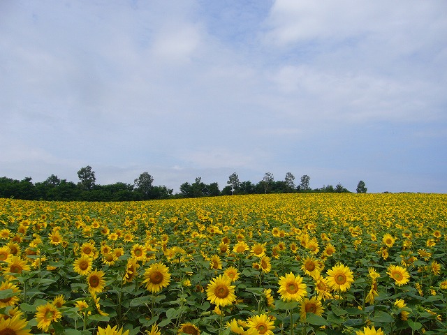 2008.07.17北海道 078.jpg