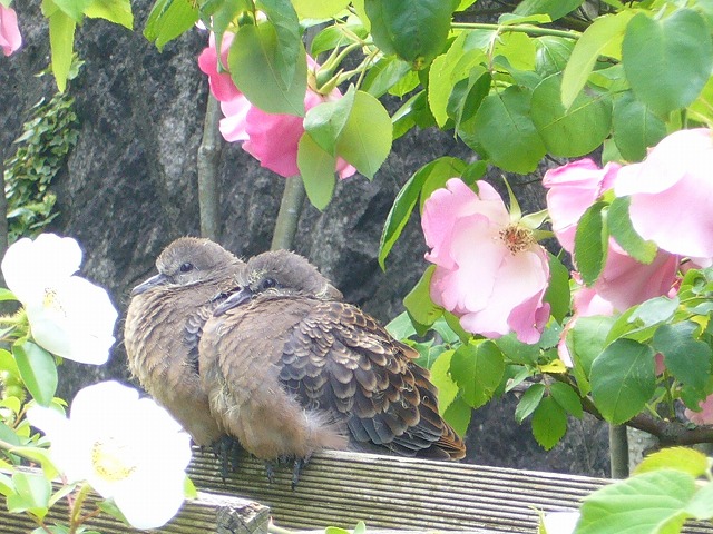 08.05.12.鳩 013.jpg