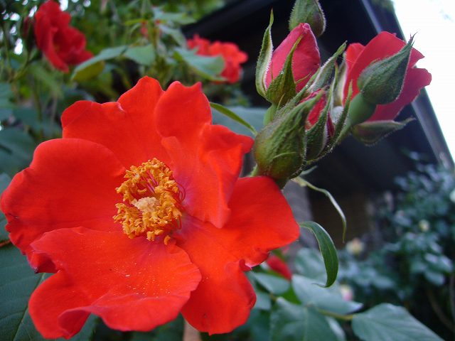 2009.05.15.薔薇 026.jpg