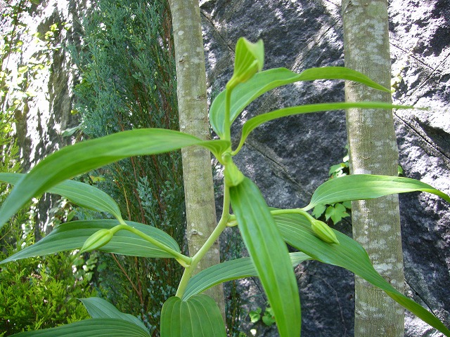 2008.6.17.ｶｻﾌﾞﾗﾝｶ 003.jpg