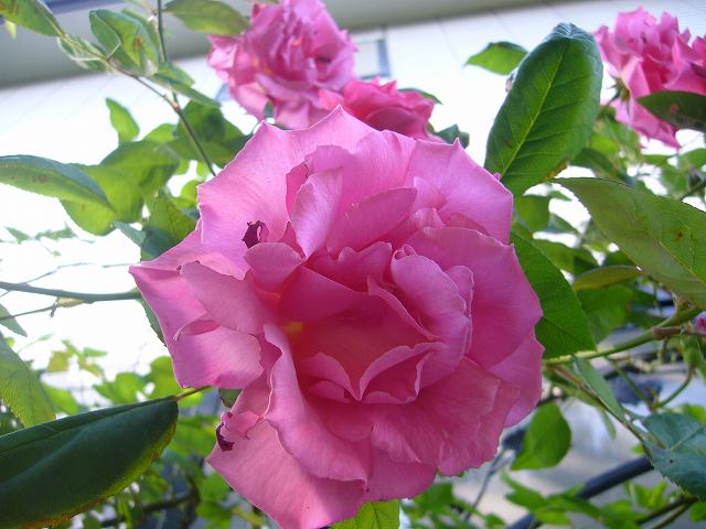 2009.05.12.薔薇 004.jpg