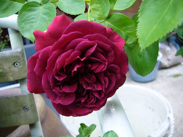 2009.05.16..薔薇 023.jpg