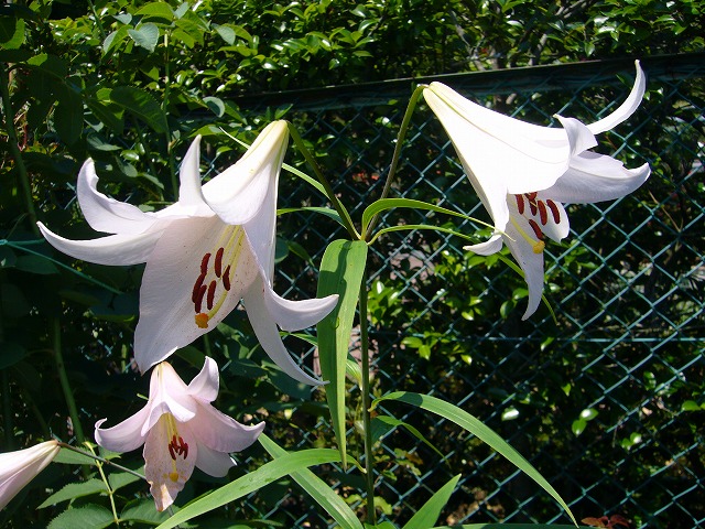 2008.6.17.ｶｻﾌﾞﾗﾝｶ 010.jpg