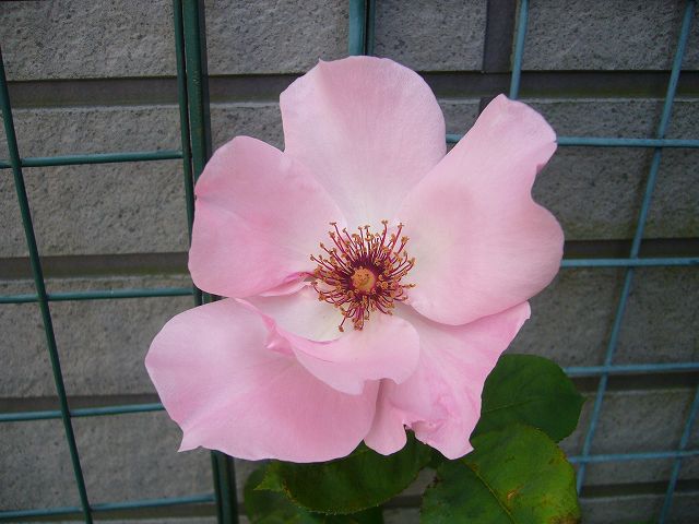 2009.05.12.薔薇 011.jpg