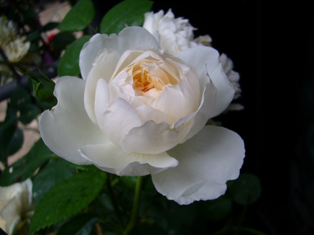 2009.05.19.薔薇 005.jpg