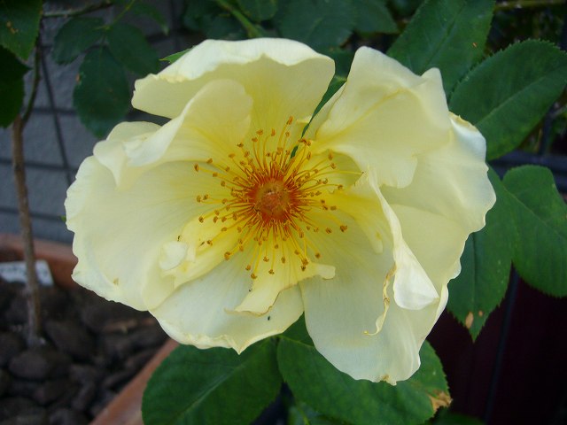 2009.05.12.薔薇 012.jpg