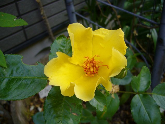 2009.05.12.薔薇 017.jpg