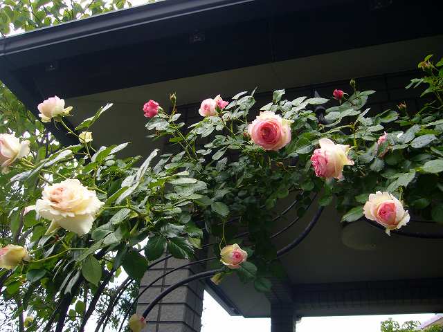 2009.05.13.薔薇 025.jpg