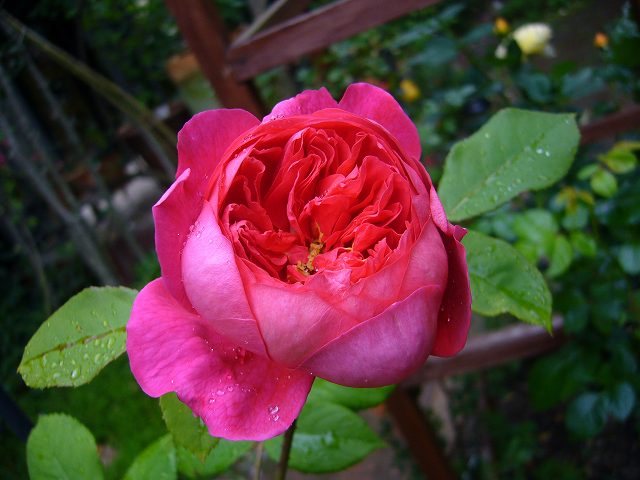 2009.05.16..薔薇 072.jpg