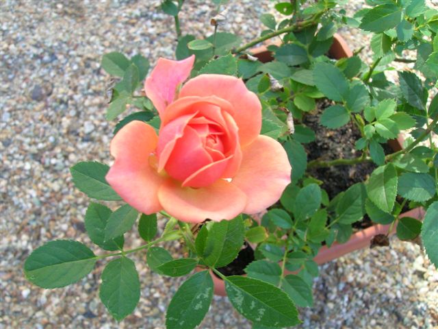 DSCN4418.JPG