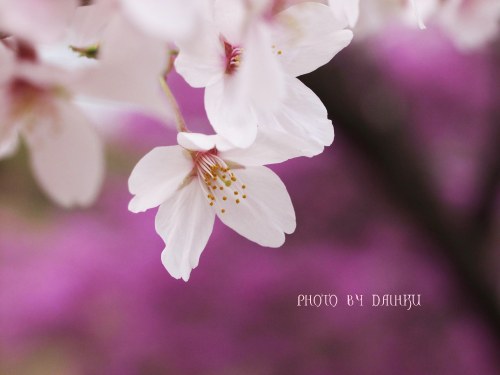 これもあっぷな桜。