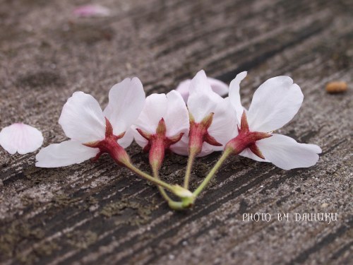 後ろ向きな桜。