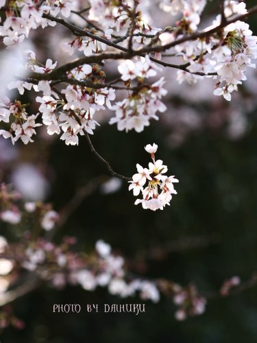 ほんわり桜。