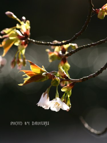 まだまだ桜。