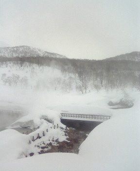 nisekoyumoto