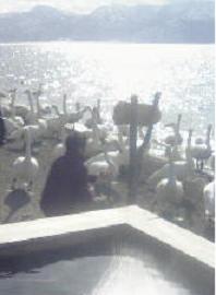 sunayu2