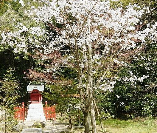 神社の桜