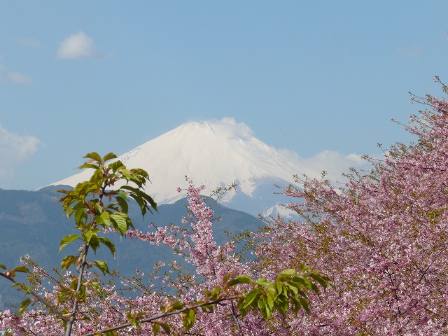 桜なめ富士山