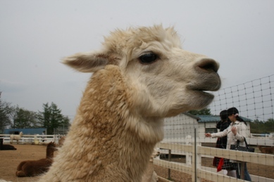 アルパカ１.JPG