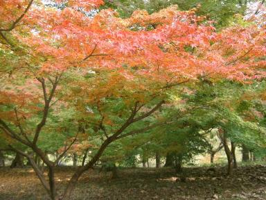 カエデ見本園１１/１０