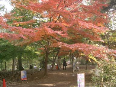 カエデ見本園１１/１０