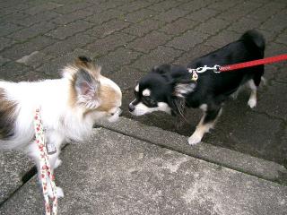 ティアラちゃんとヒカリ