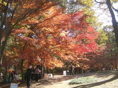 かえで見本園１１/２１