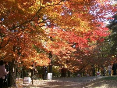 かえで見本園１１/２１