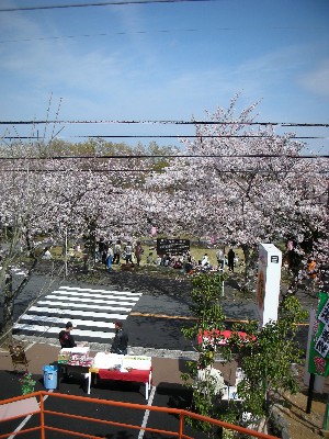 2009年4月4日 伊豆高原 桜の開花状況（並木） 屋台も出て賑わいが