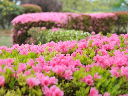 2011年4月22日 つつじの開花と外観